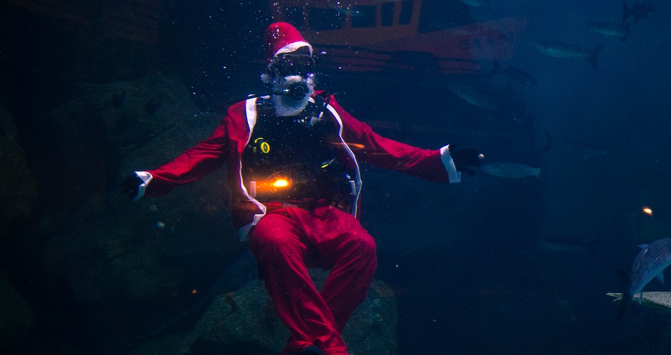 Gearing up for a Christmas to remember with the National Marine Aquarium