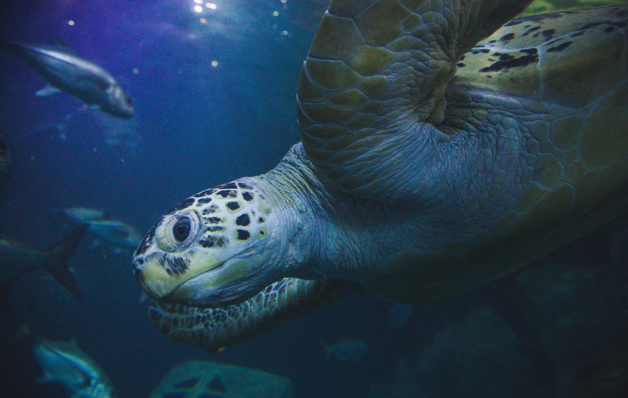A turtle at the National Marine Aquarium in Plymouth