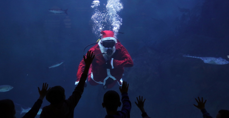 Don’t be blue this festive season, the National Marine Aquarium has got you covered!