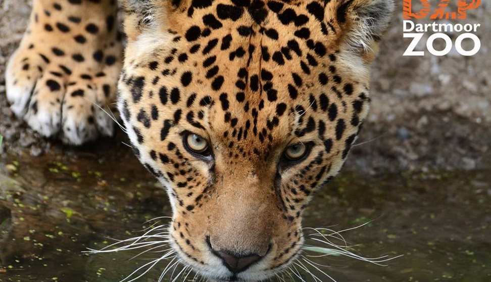 Dartmoor Zoological Park Animal Collection in Plymouth, Plymouth