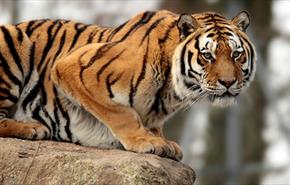 Dartmoor Zoological Park