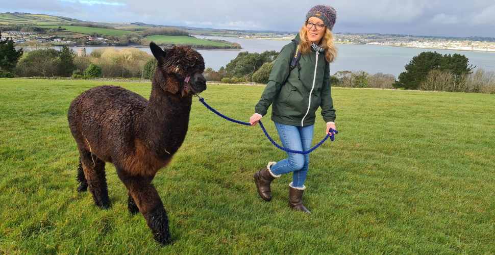 An alpaca at Mount Edgecumbe Alpaca experience 