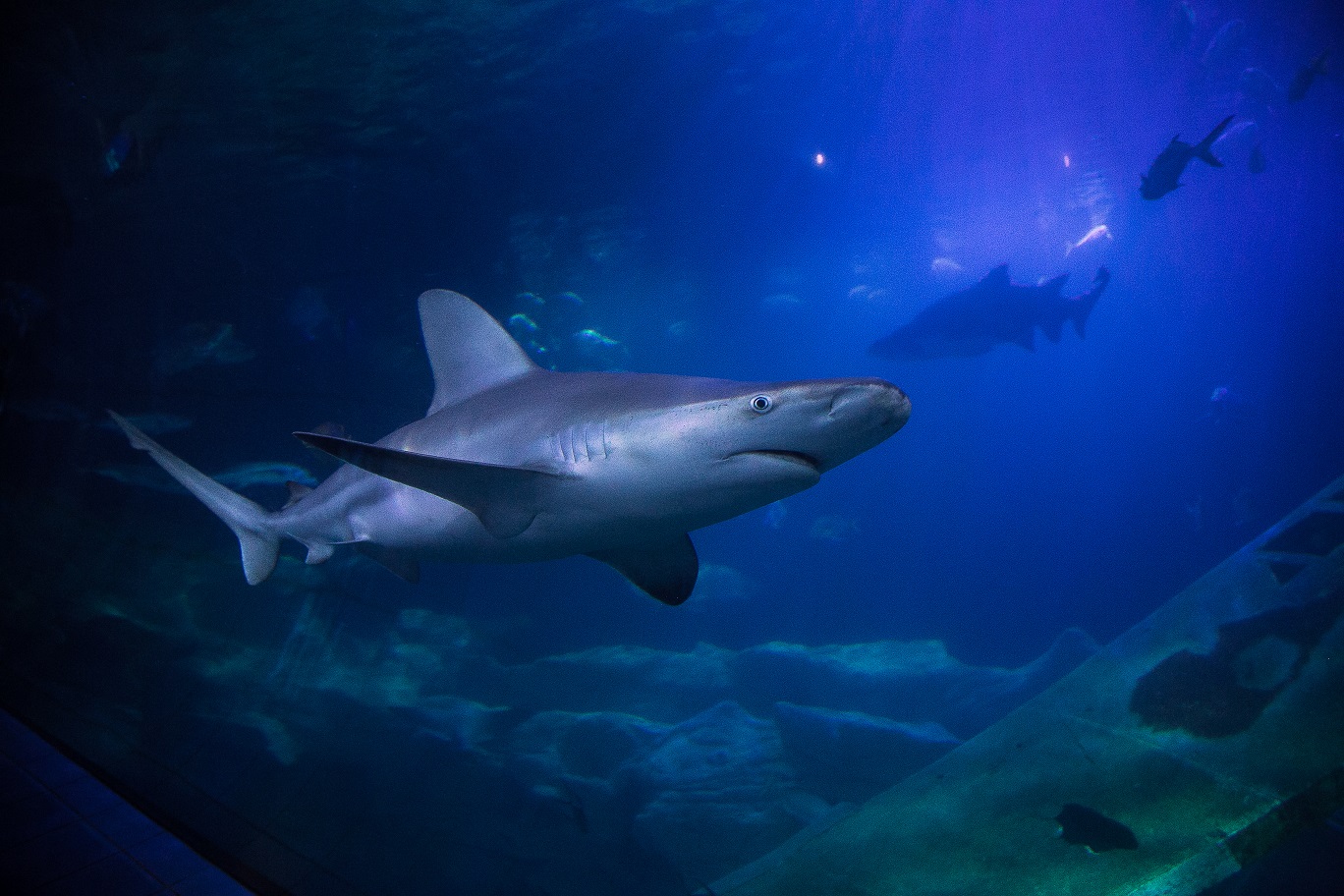 Two new sharks arrive at the National Marine Aquarium - Visit Plymouth