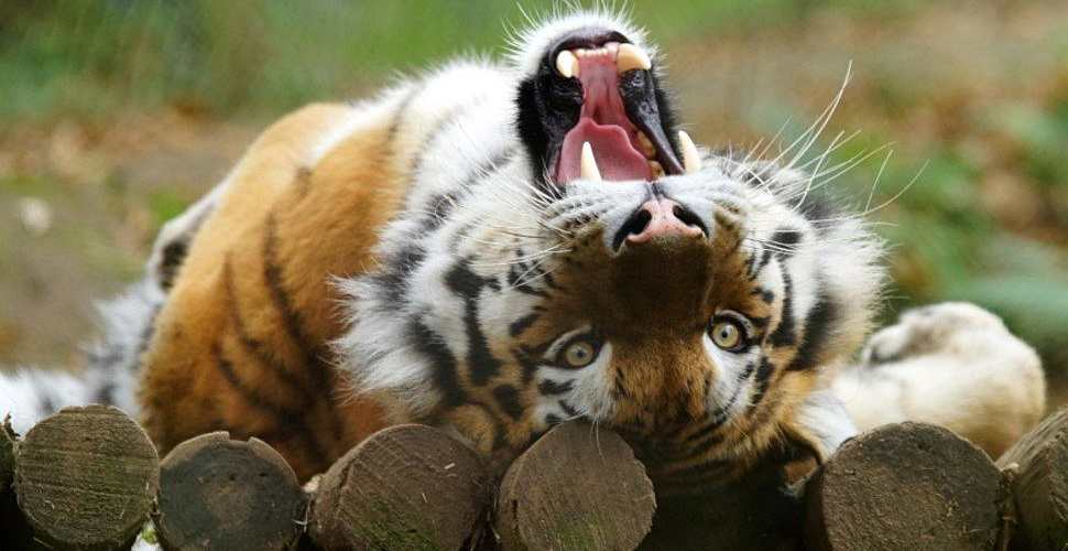 Tiger at Dartmoor Zoo