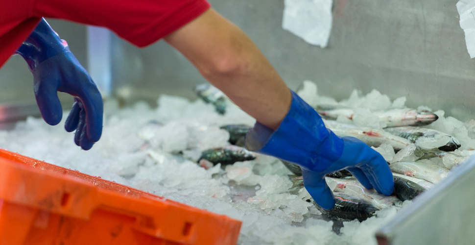 Handling fish in an ice container