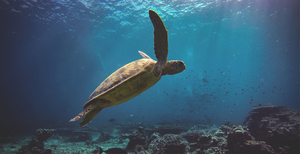 National Marine Aquarium turtle