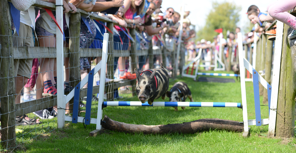 Pig racing at Pennywell Farm