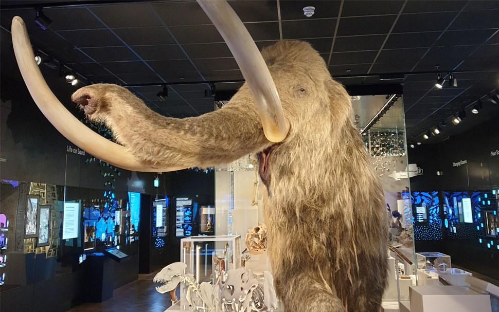 Woolly Mammoth displayed in the natural history gallery