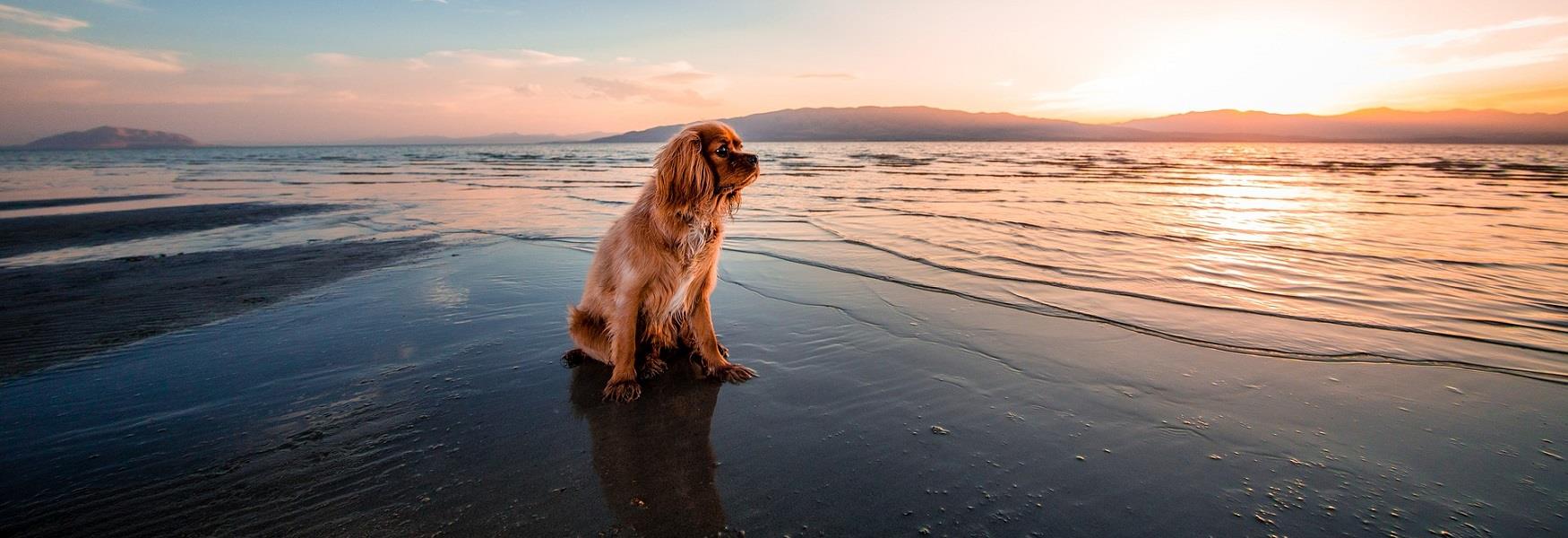 Dog Friendly Plymouth - Visit Plymouth