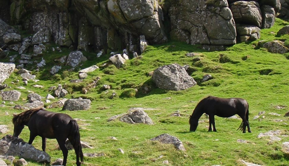 Dartmoor National Park