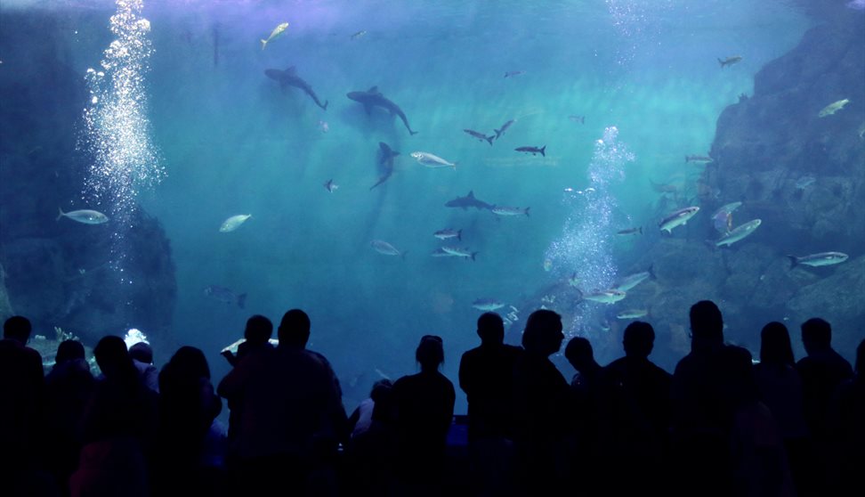 National Marine Aquarium