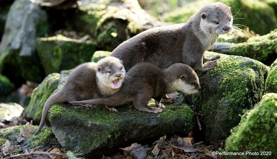 Mother's Day at Dartmoor Zoo